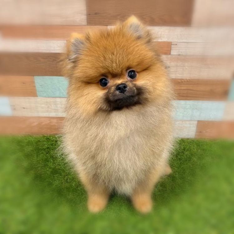 animal_image