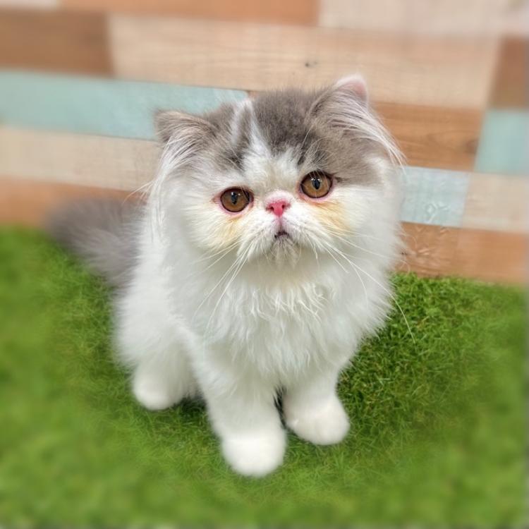 animal_image