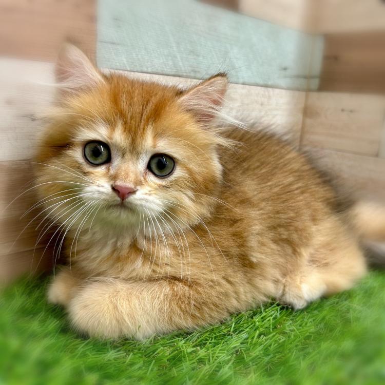 animal_image