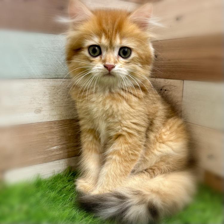 animal_image