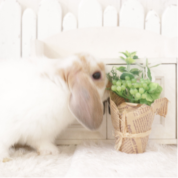 animal_image