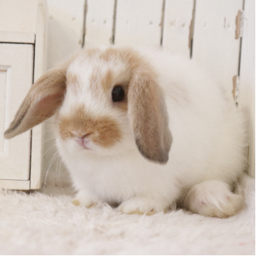 animal_image