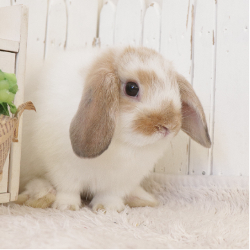 animal_image