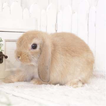 animal_image