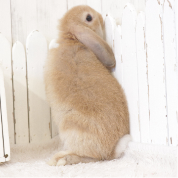 animal_image