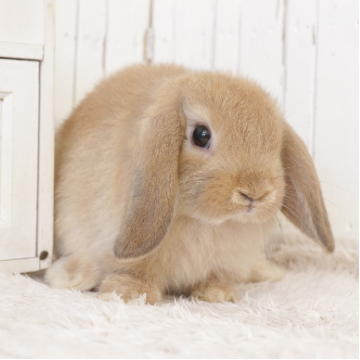 animal_image