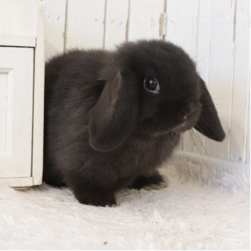 animal_image