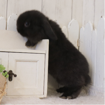 animal_image