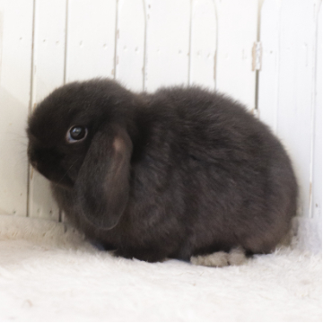 animal_image