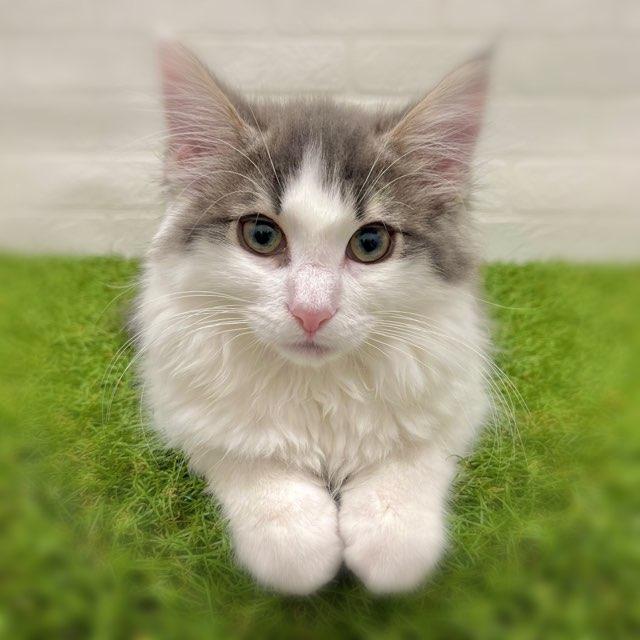 animal_image