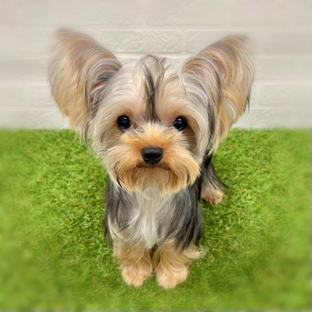 animal_image