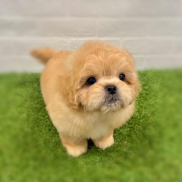 animal_image