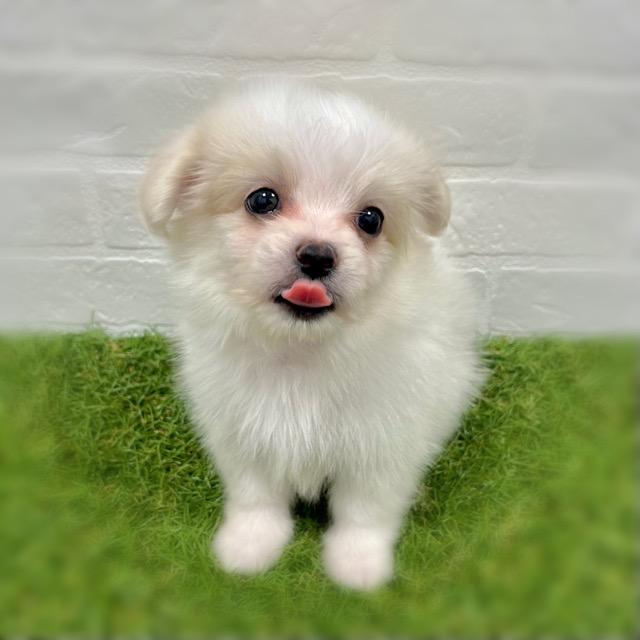 animal_image