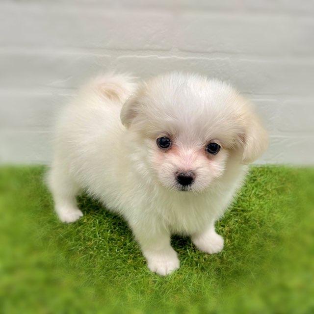 animal_image
