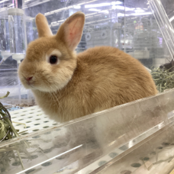 animal_image