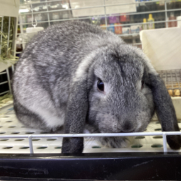 animal_image