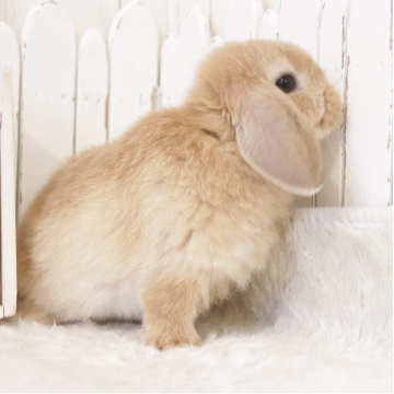 animal_image