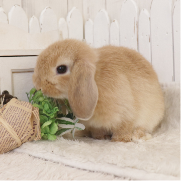 animal_image