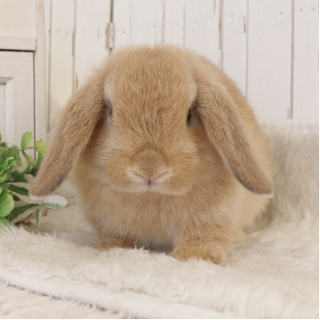 animal_image