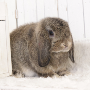 animal_image