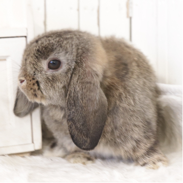 animal_image