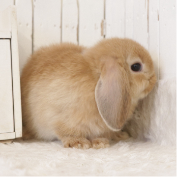 animal_image