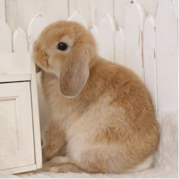 animal_image