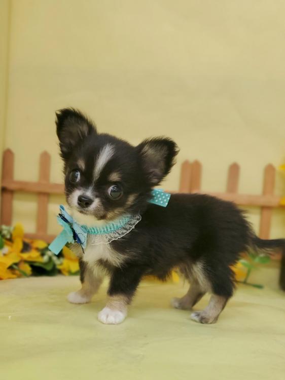 animal_image