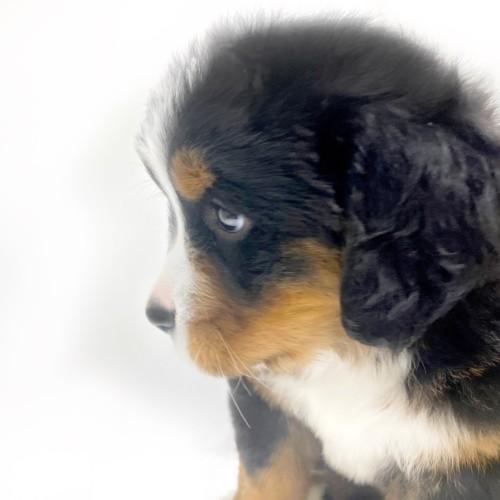 animal_image