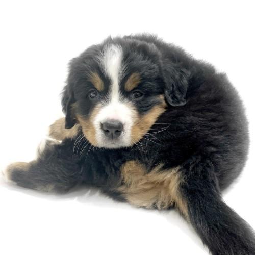 animal_image