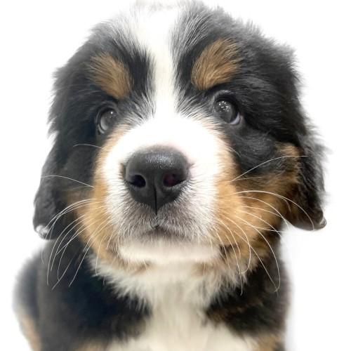 animal_image