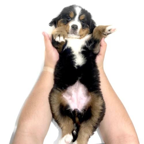 animal_image