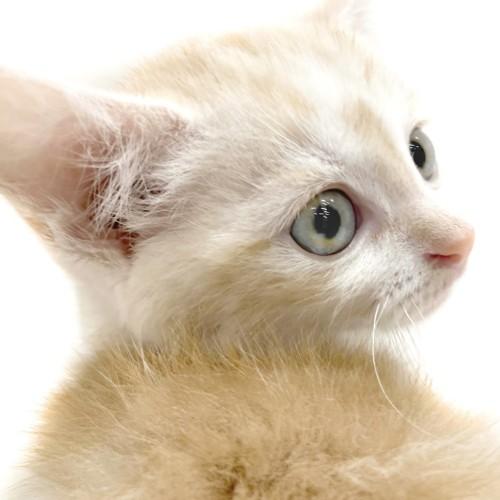 animal_image