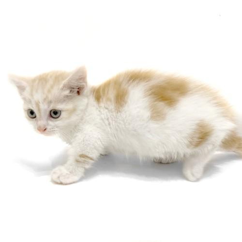 animal_image