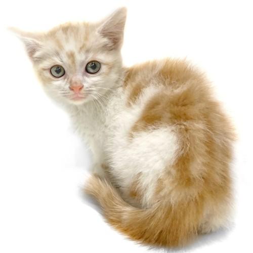 animal_image