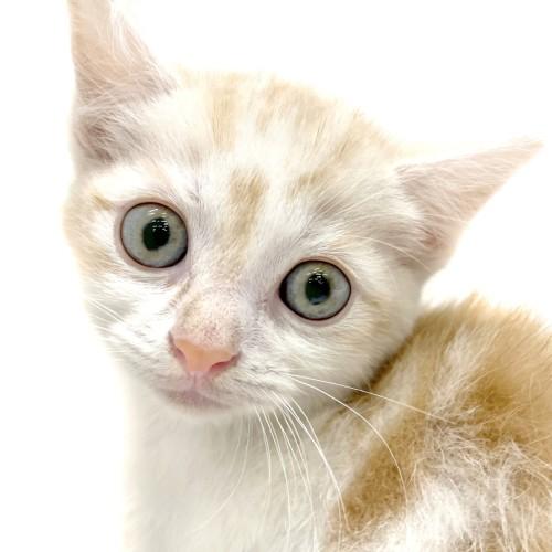 animal_image