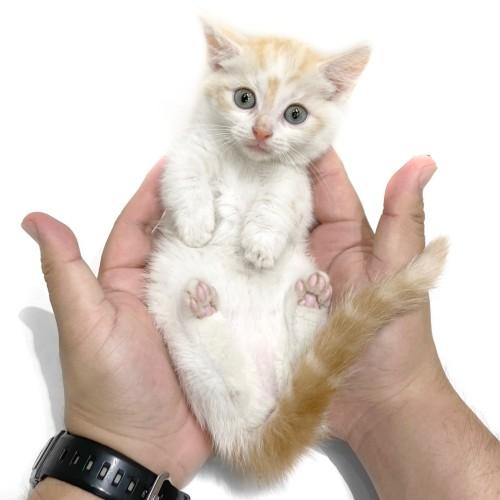 animal_image