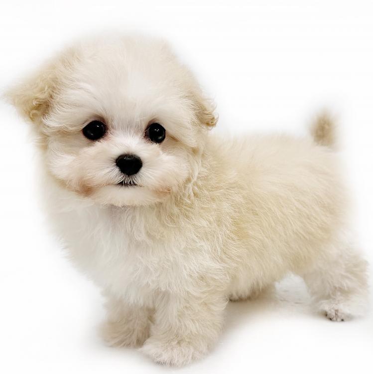 animal_image