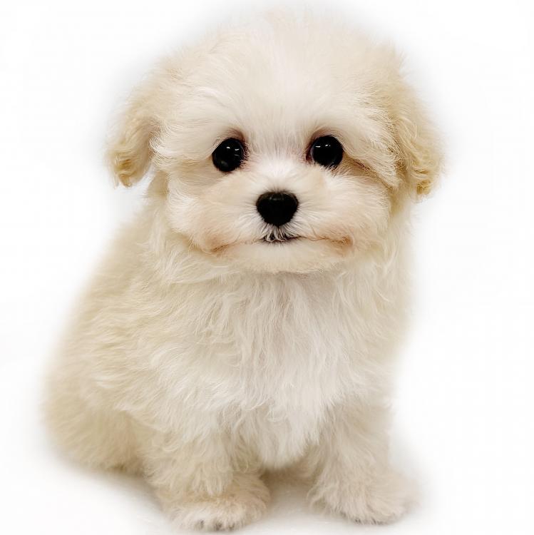 animal_image