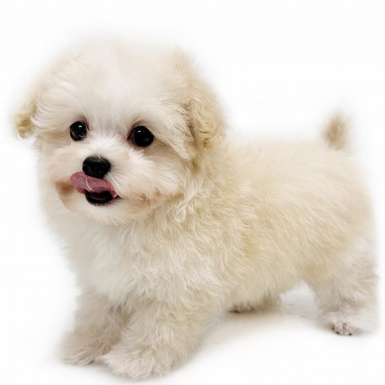 animal_image