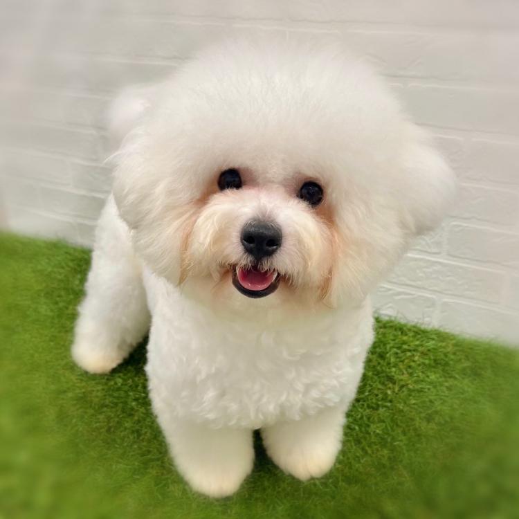animal_image
