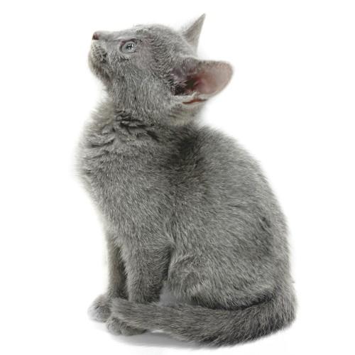 animal_image
