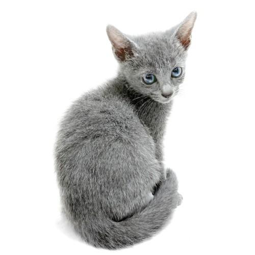 animal_image