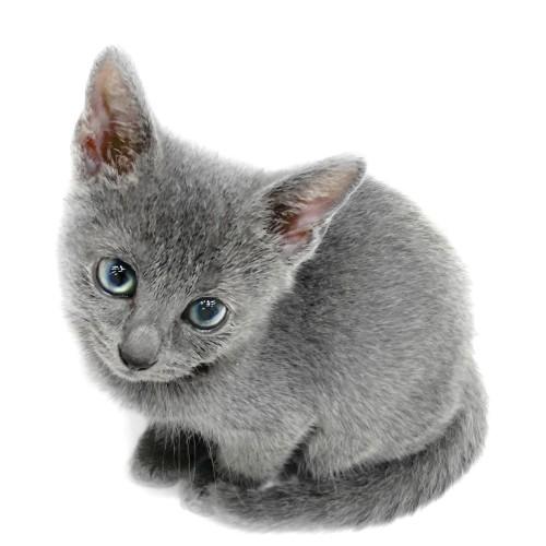 animal_image