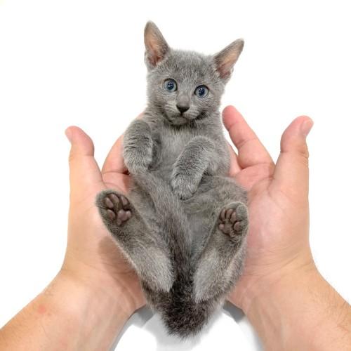 animal_image