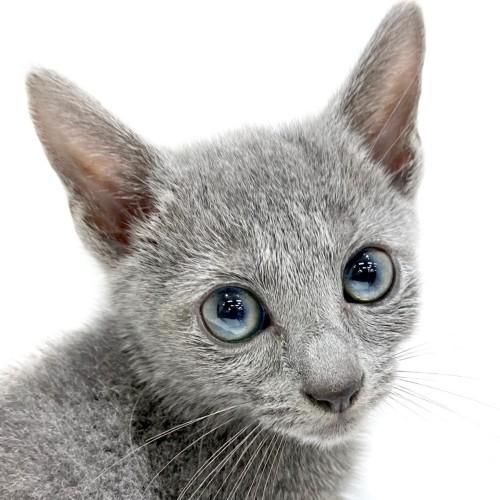 animal_image