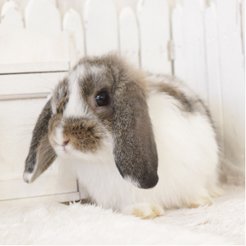 animal_image