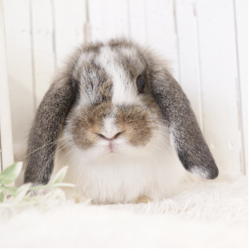 animal_image
