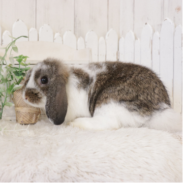 animal_image
