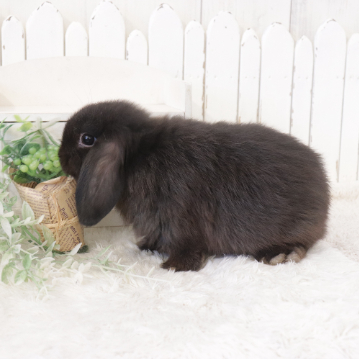 animal_image
